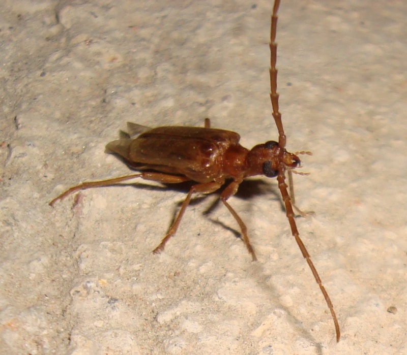 Forum Entomologi Italiani View Topic Vesperus Joanivivesi Vives 1998 Cerambycidae