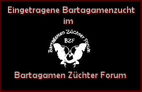 Bartagamen Züchter Forum