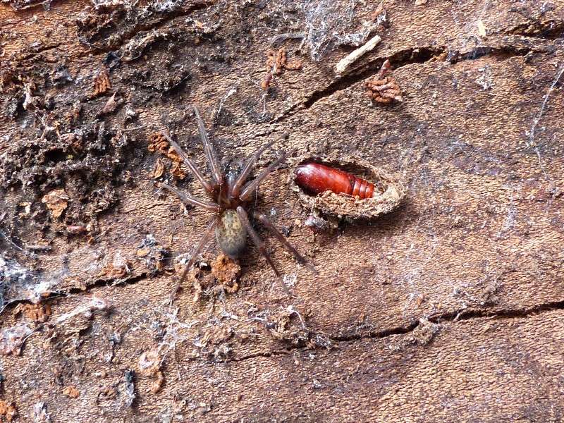 Global : Photos D'Araignées Du Québec - Arachnides Québécois - Araignée ...