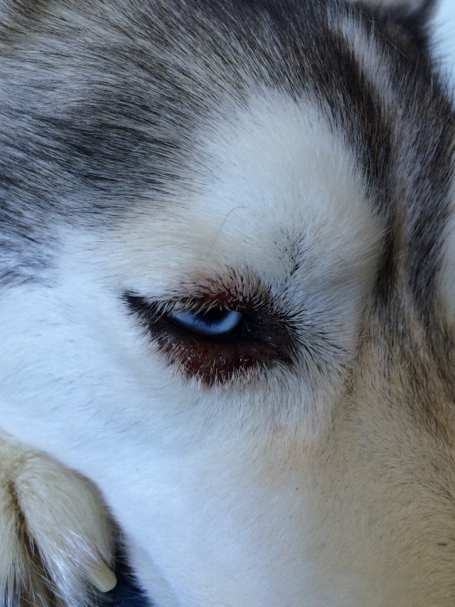 Husky Skin condition near eye