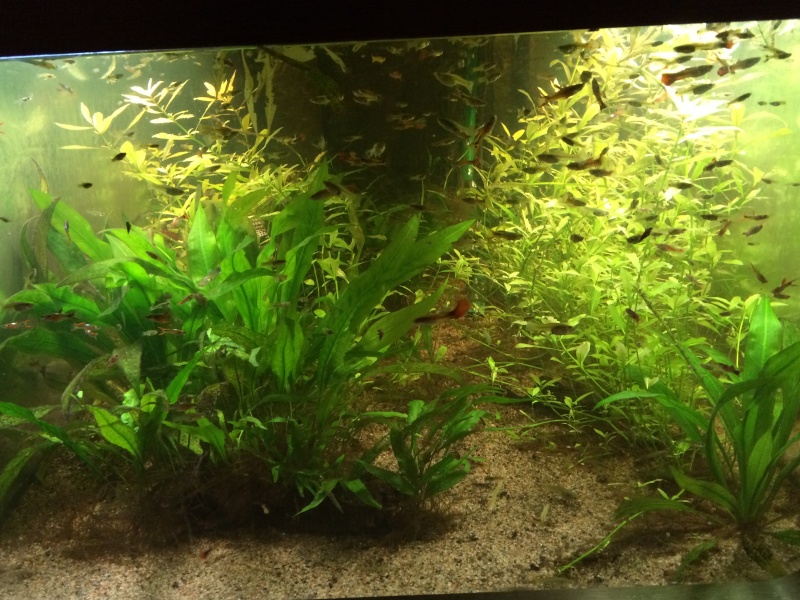 aquarium table basse avec des guppy