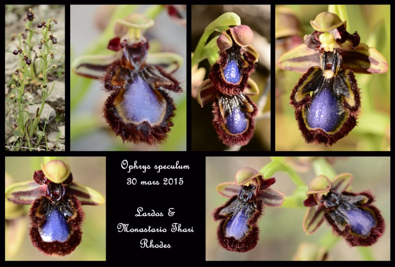 ophrys29.jpg