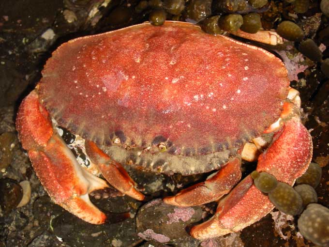 crabe10.jpg