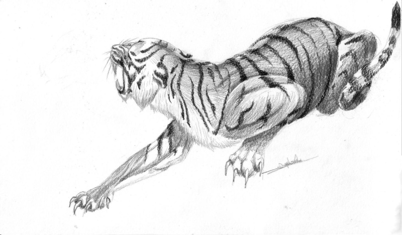 tigre10.jpg