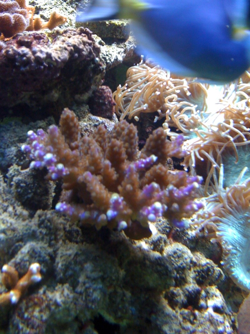 coraux10.jpg