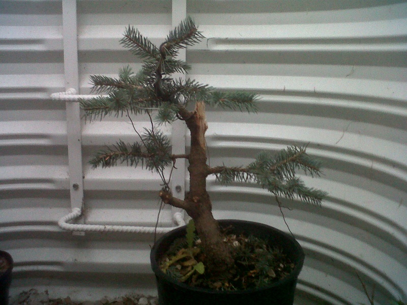 spruce10.jpg