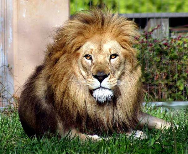 lion10.jpg