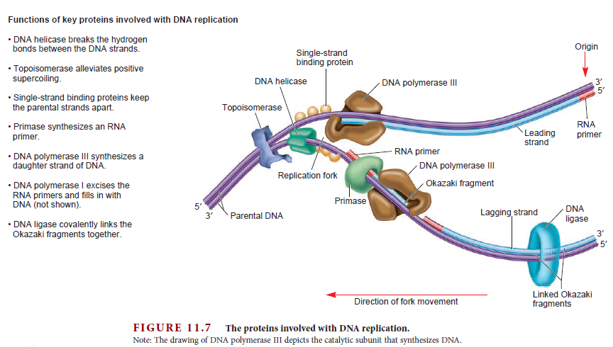 dna stands for ribonucleic acid