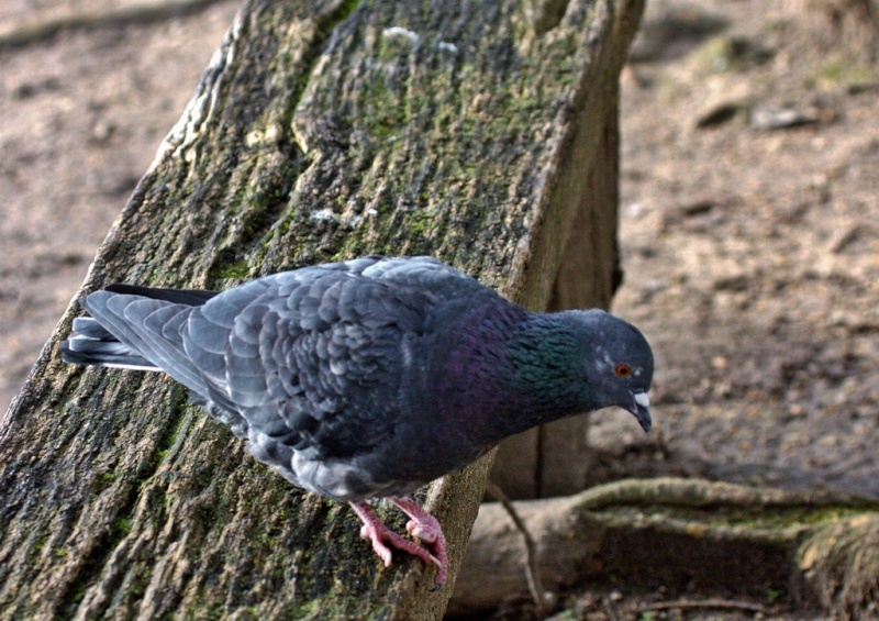 pigeon13.jpg