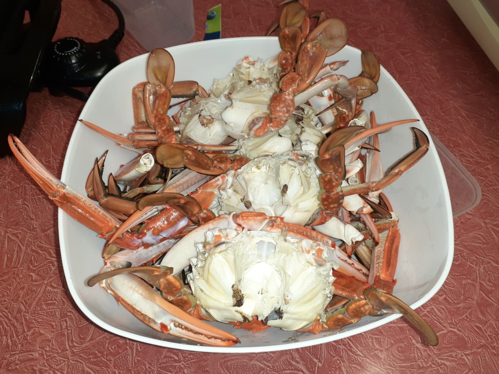 crabs10.jpg